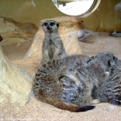 Photo de Suricate