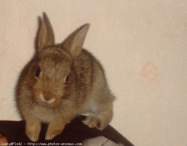 Photo de Lapin