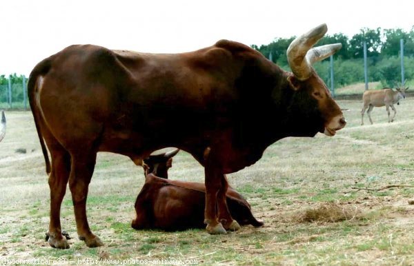 Photo de Watusi