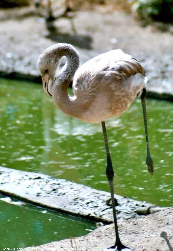 Photo de Flamand rose