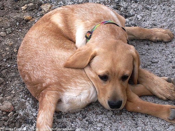 Photo de Labrador retriever