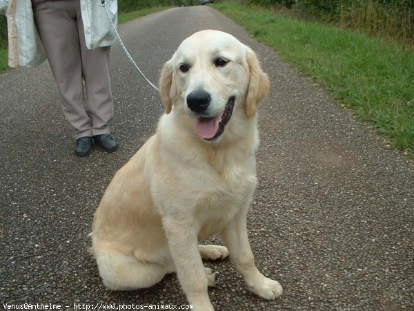 Photo de Golden retriever