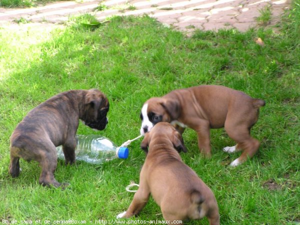 Photo de Boxer