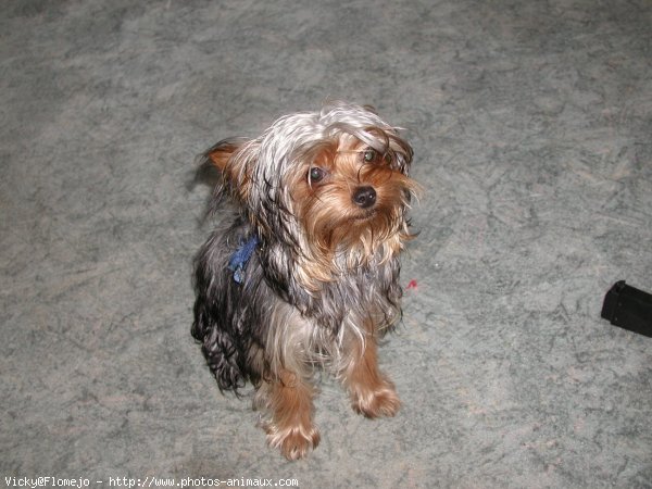 Photo de Yorkshire terrier