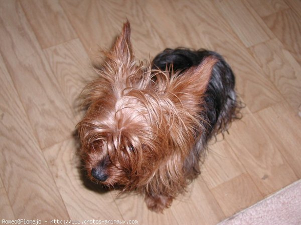 Photo de Yorkshire terrier