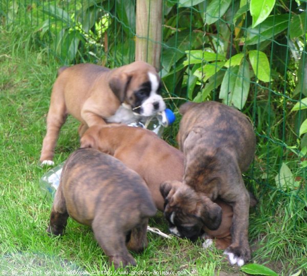 Photo de Boxer