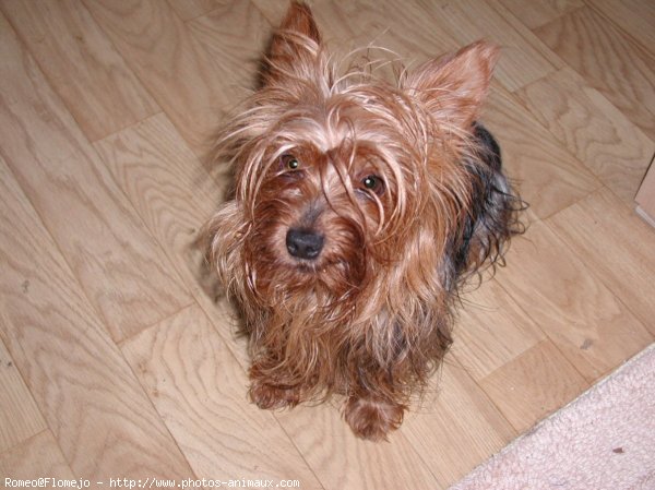 Photo de Yorkshire terrier