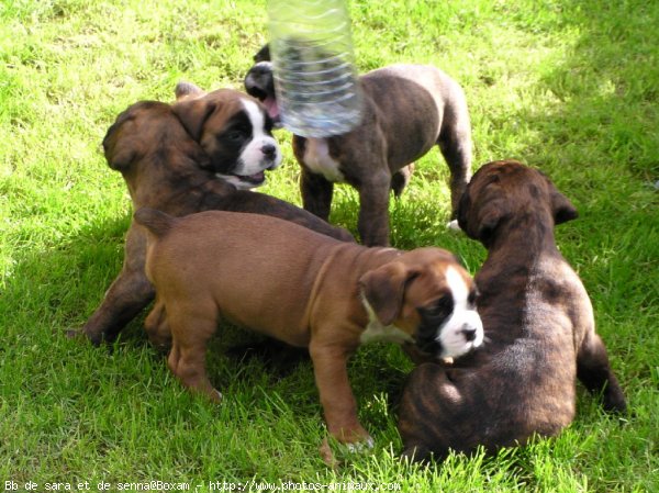 Photo de Boxer