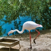 Photo de Flamand rose