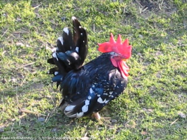 Photo de Poule