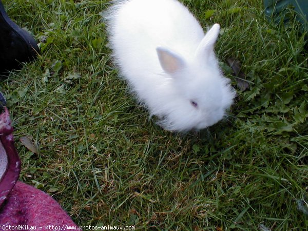 Photo de Lapin