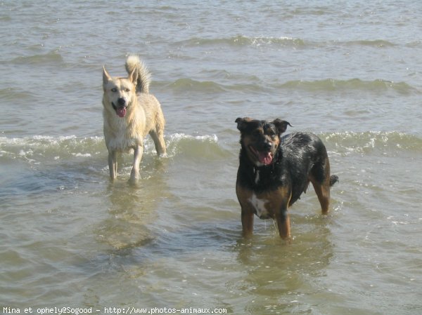 Photo de Croisement