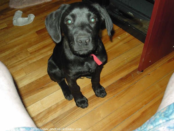 Photo de Labrador retriever