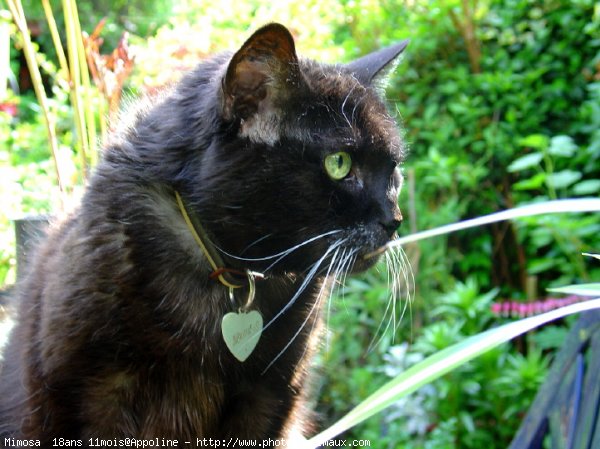 Photo de Chat domestique