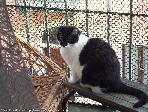 Photo de Croisement