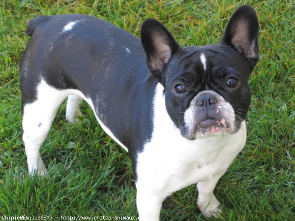 Photo de Bouledogue franais