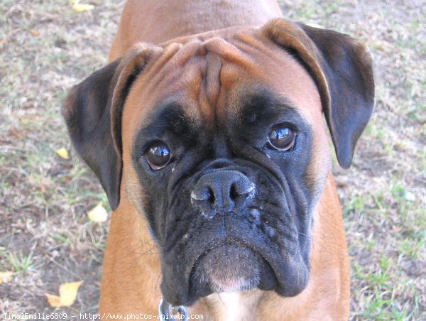 Photo de Boxer