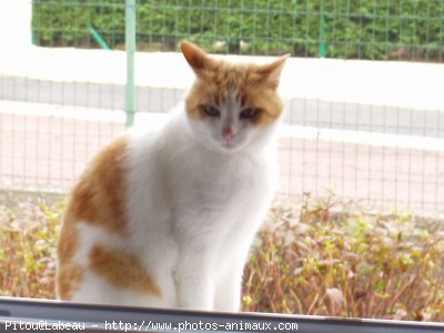 Photo de Chat domestique