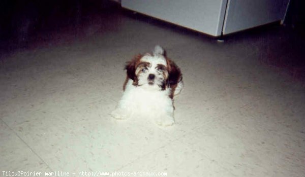 Photo de Shih tzu