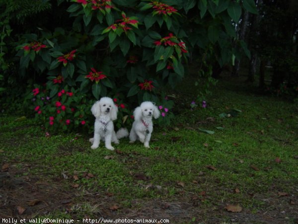 Photo de Caniche moyen