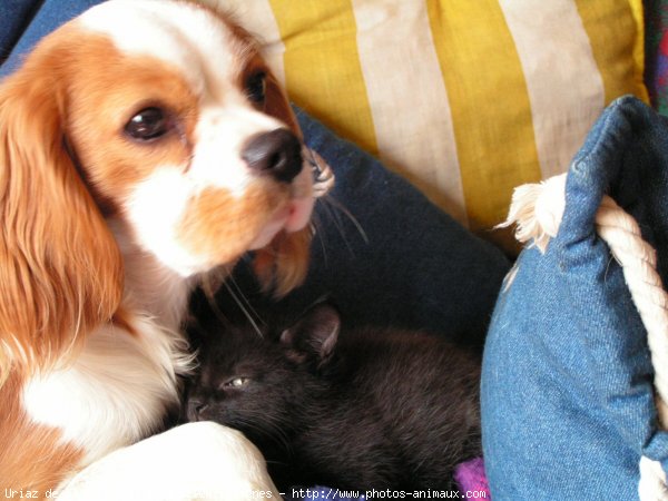 Photo de Cavalier king charles spaniel