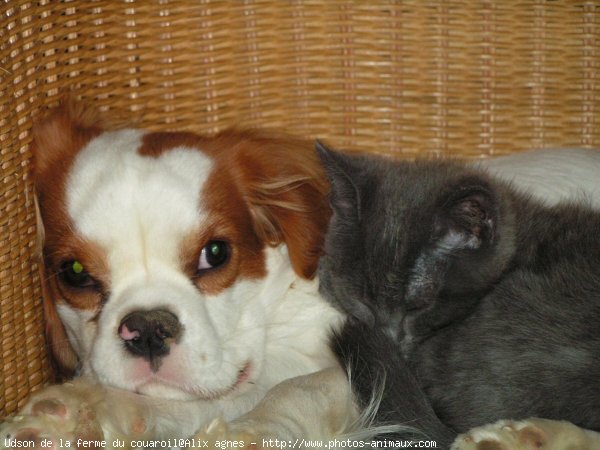 Photo de Cavalier king charles spaniel