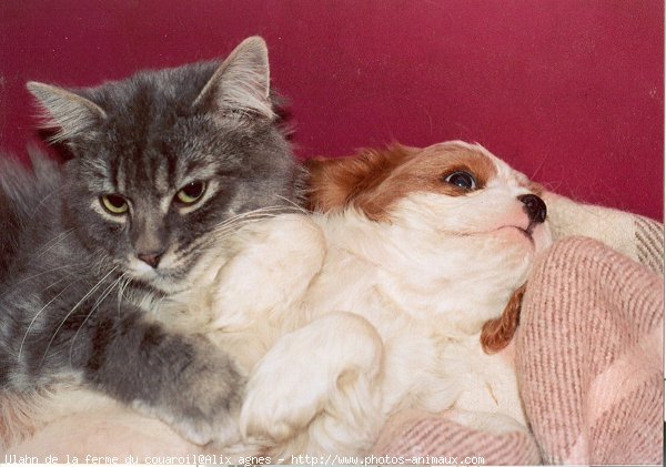 Photo de Cavalier king charles spaniel