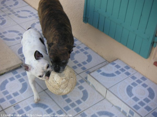 Photo de Bouledogue franais