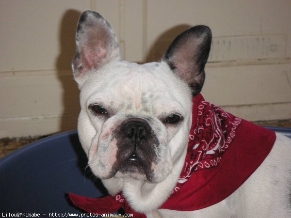 Photo de Bouledogue franais