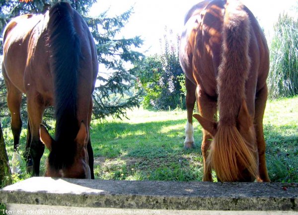 Photo de Races diffrentes