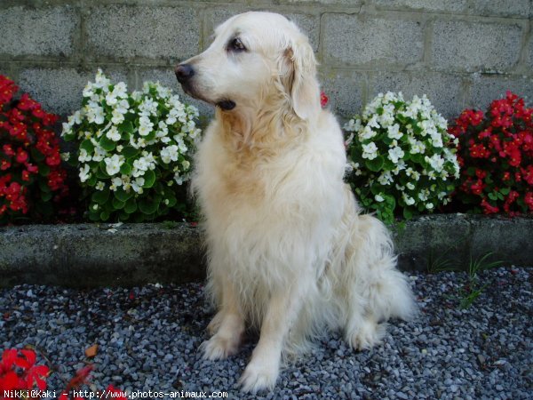 Photo de Golden retriever