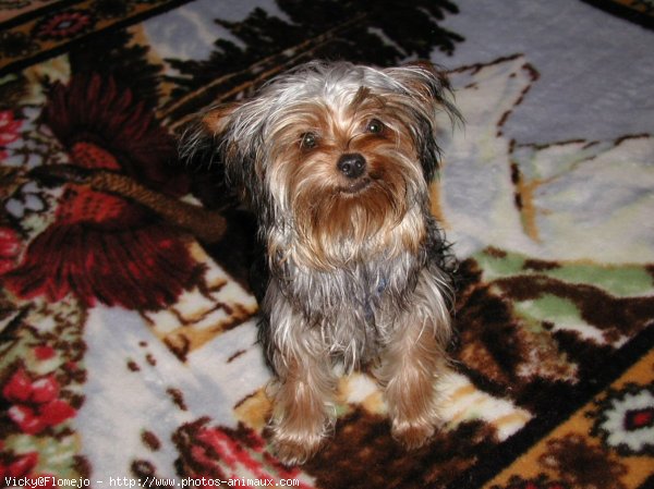 Photo de Yorkshire terrier