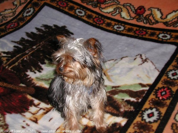 Photo de Yorkshire terrier