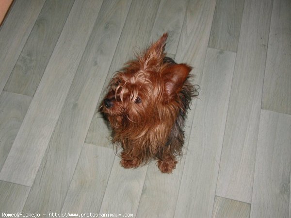 Photo de Yorkshire terrier