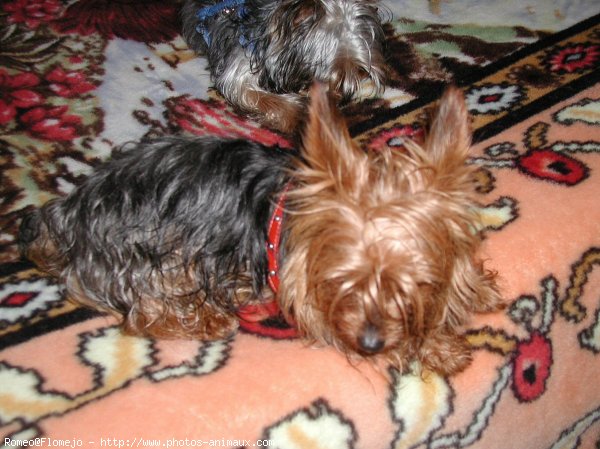 Photo de Yorkshire terrier