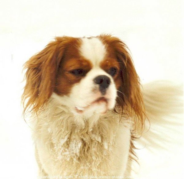 Photo de Cavalier king charles spaniel