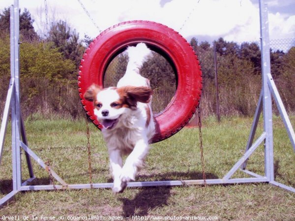 Photo de Cavalier king charles spaniel