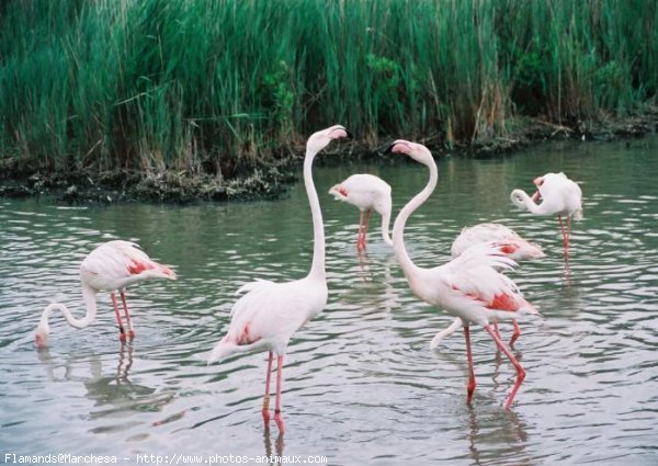 Photo de Flamand rose