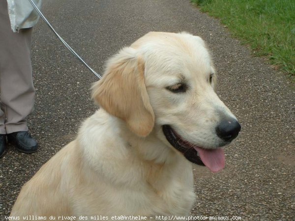 Photo de Golden retriever