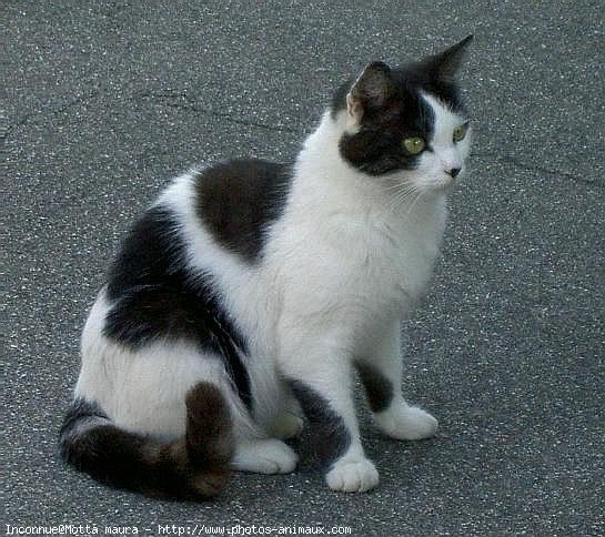 Photo de Chat domestique