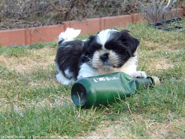 Photo de Shih tzu