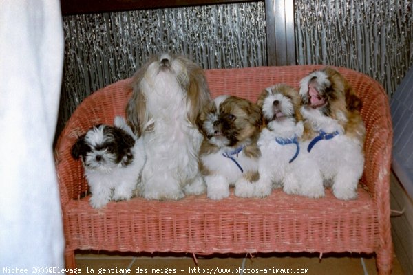 Photo de Shih tzu