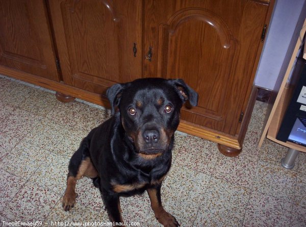 Photo de Rottweiler