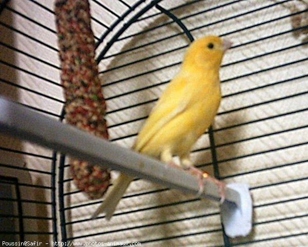 Photo de Canari