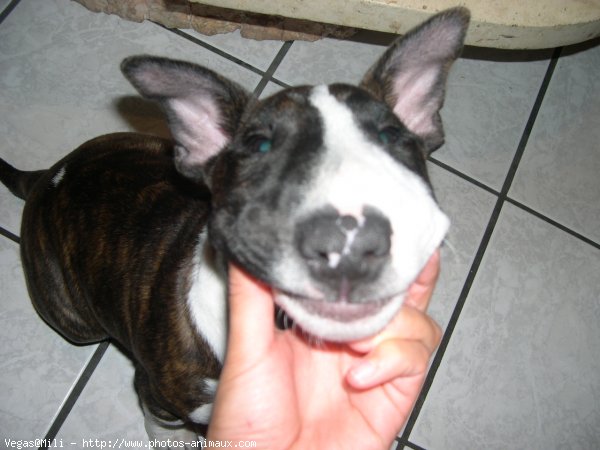 Photo de Bull terrier miniature