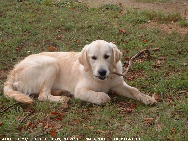 Photo de Golden retriever