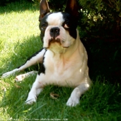 Photo de Boston terrier