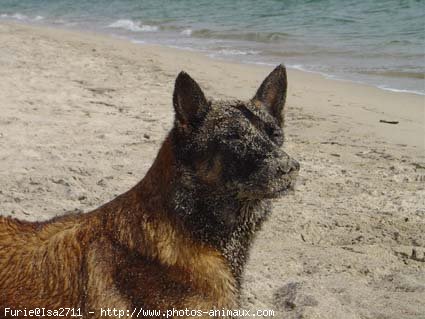 Photo de Berger belge malinois