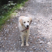 Photo de Golden retriever