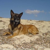 Photo de Berger belge malinois